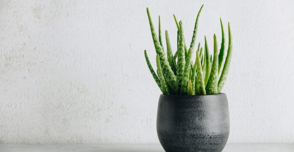 Die Vorteile von Aloe Vera Gel Gelly für Ihre Haut: Ein unverzichtbares Produkt für unabhängige Distributor