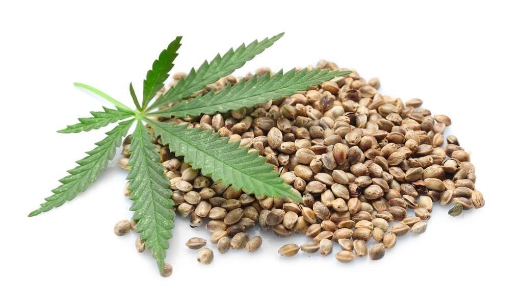 Die Schnittstelle von Technologie und Cannabis Samen Anbau