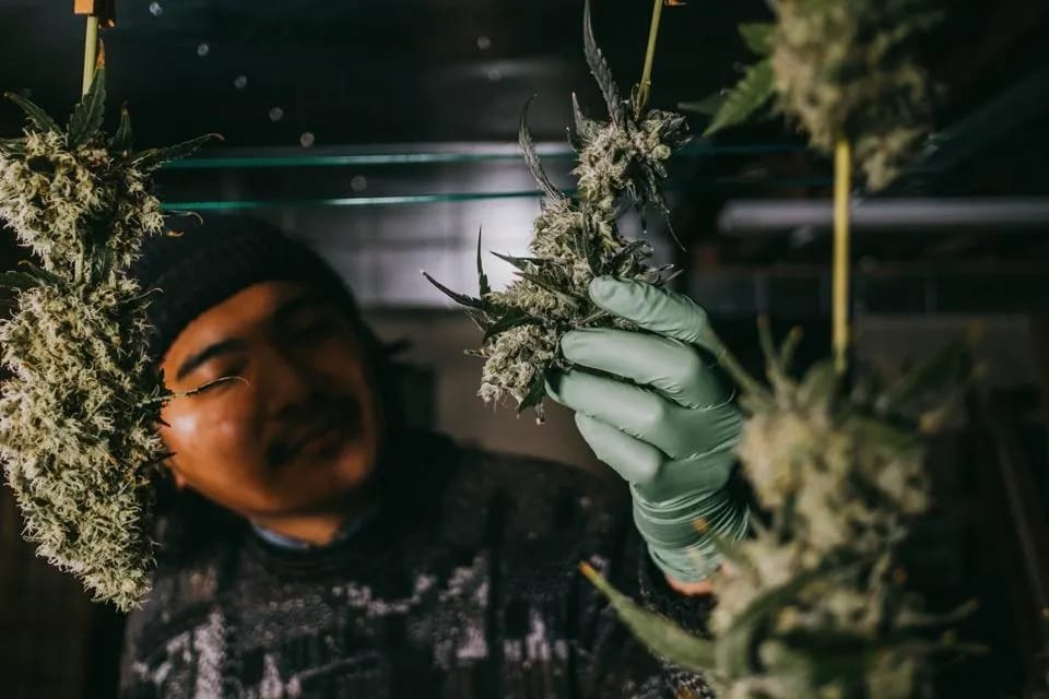 Wie du CBD Produkte günstig kaufen kannst – Tipps & Tricks