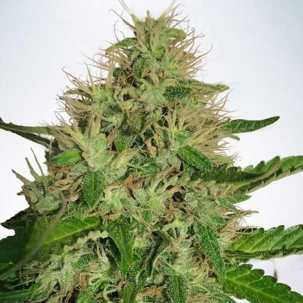 Die verschiedenen Sorten von Rhino Cannabis Samen